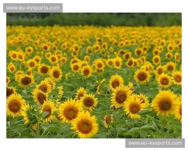 翡翠色的咆哮对决向日葵的坚韧：爱尔兰vs乌克兰，一场超越足球的灵魂史诗